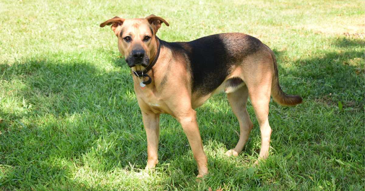 What to expect from a german shepherd mixed with lab? (Your complete guide to this friendly crossbreed!)