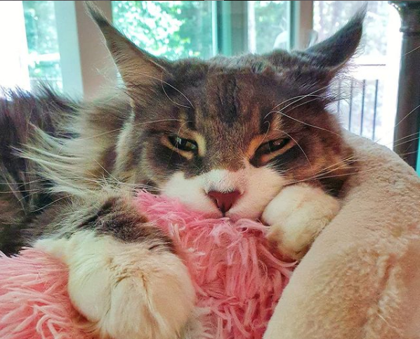 Thinking About Maine Coon Cats Big? Here Is What You Should Know Before You Adopt One!