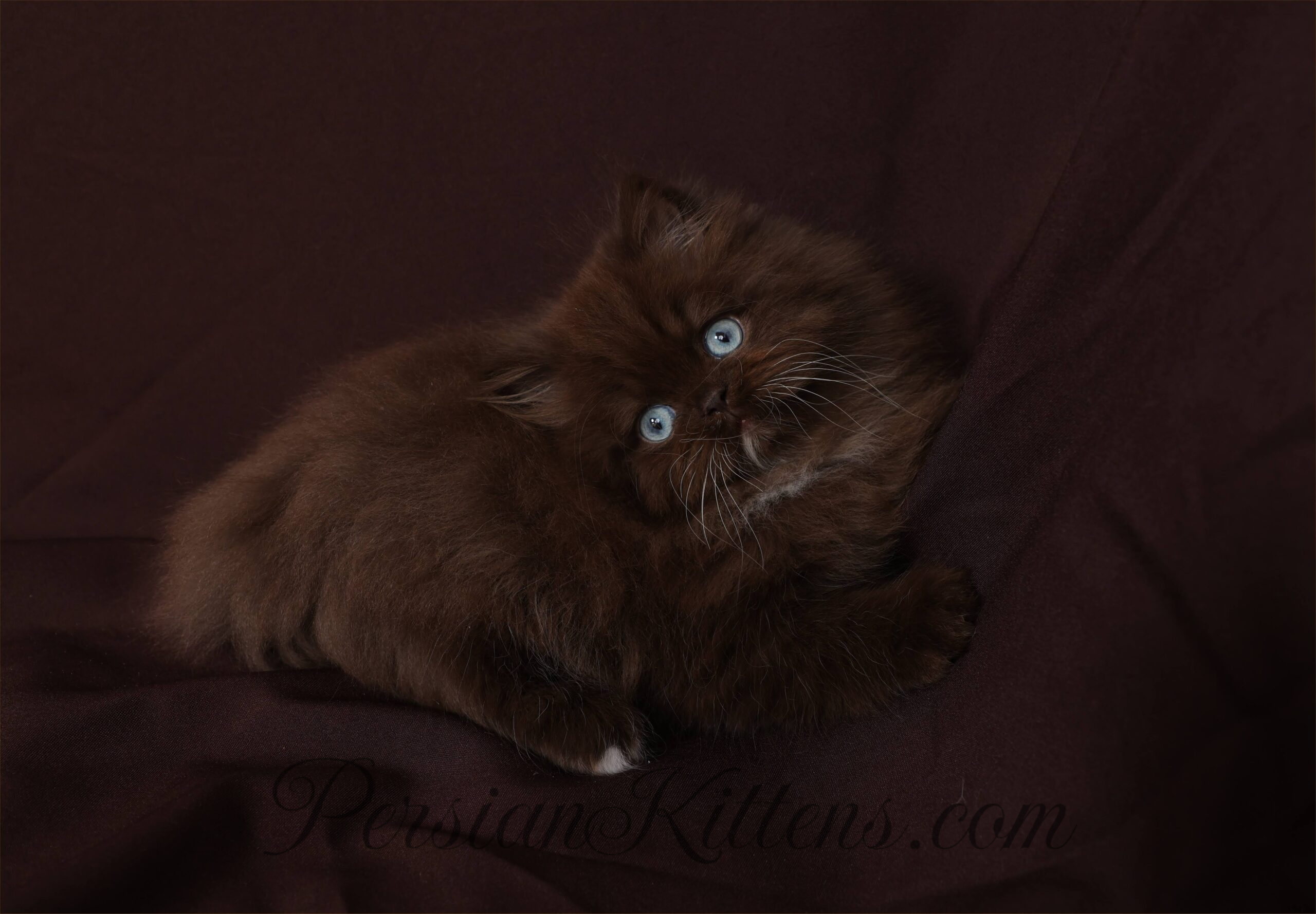 Need a chocolate persian cat for sale soon? We can help you find reputable breeders quickly!