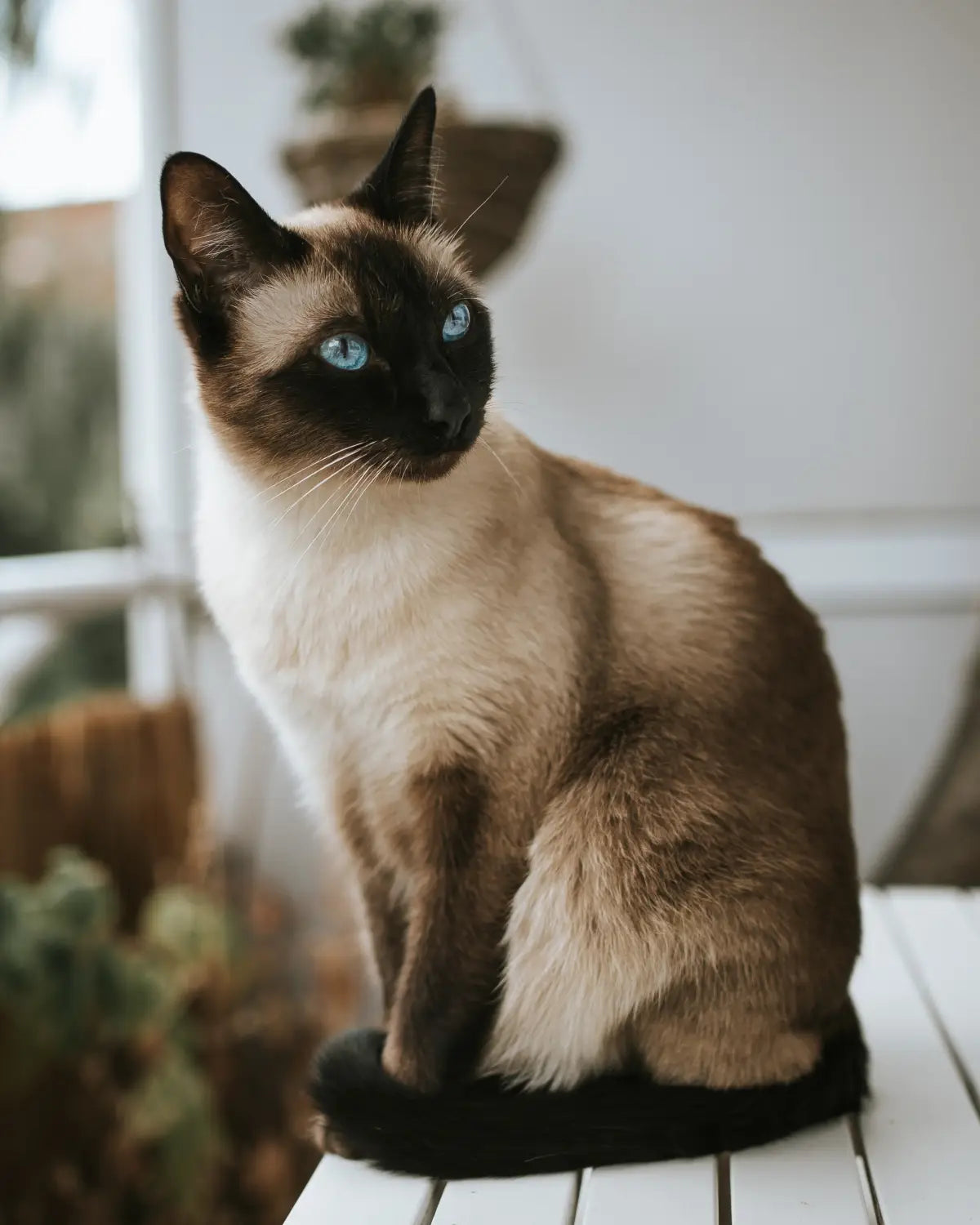 Why are Siamese cats Wisconsin so popular? Discover their unique charm and where to find them locally.