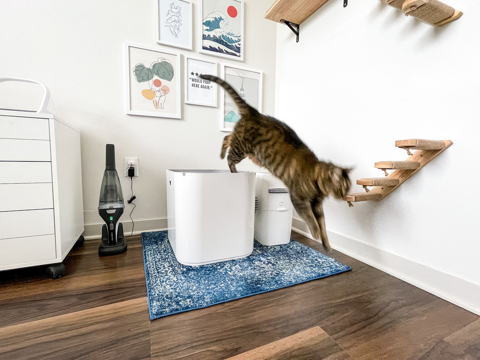 Want to master how to change cat litter box (Follow our guide for a super clean setup now)