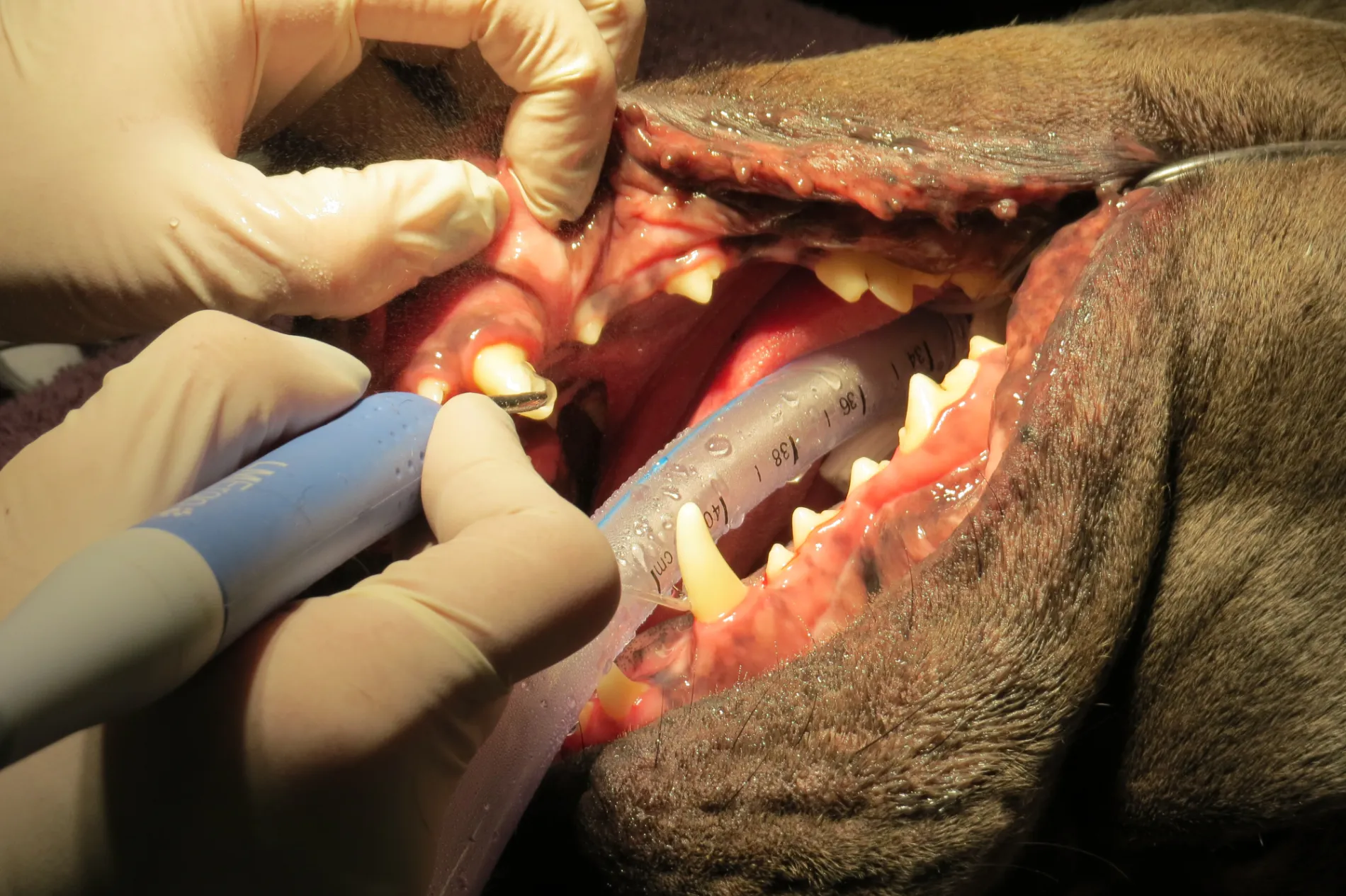 Dental Surgery for Dogs: Types of Procedures Explained