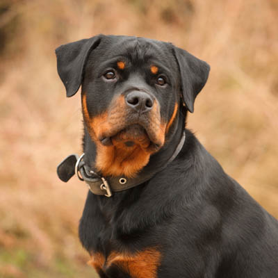 Is a rottweiler raw food diet good for them? Discover the key benefits for your strong pup.