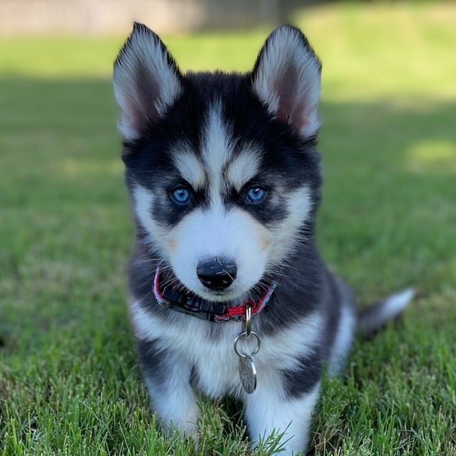 Where to find siberian husky puppies for sale in al? Discover trusted sellers and happy pups easily today.