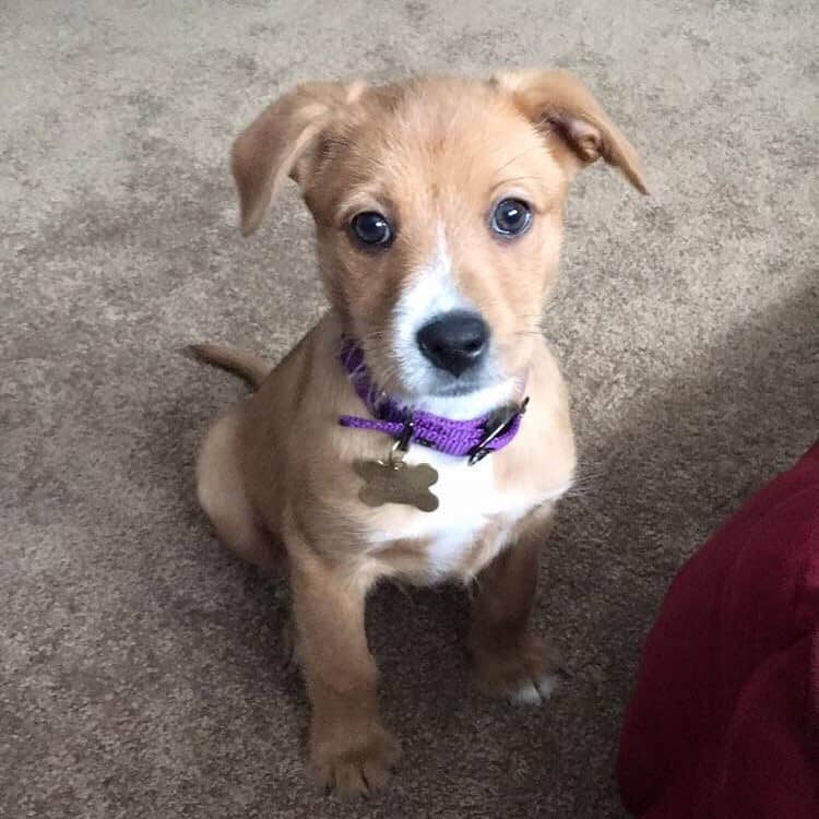 Labrador Retriever and Terrier Mix: Temperament, Care, and More.