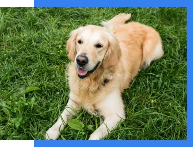 Need a well-behaved trained labrador retriever for sale? See our available pups and how they are trained!