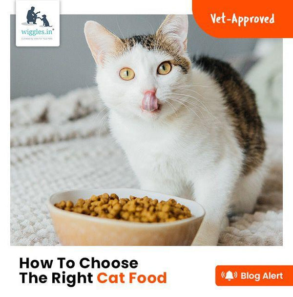 How to choose great cat food with omega 3? Follow these simple tips for happy cats.