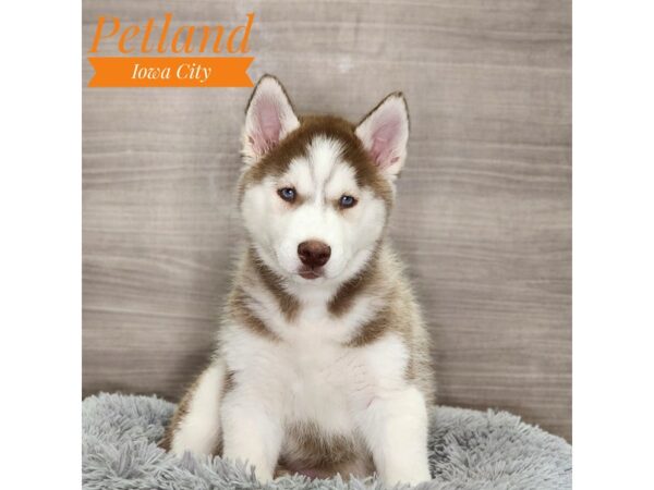 Thinking about a Siberian Husky for sale in Iowa? Learn what to look for in a good seller.