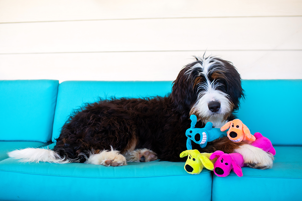 Why choose washable pet toys for your dog? They offer easy cleaning and safer playtime!
