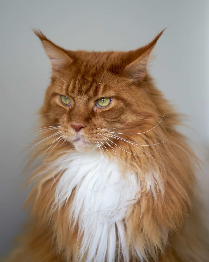 Searching for good names for a maine coon cat? Discover many perfect and unique options here.