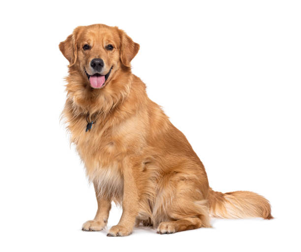 Whats a typical Golden Retriever in India price? Explore average costs and reasons for variations.