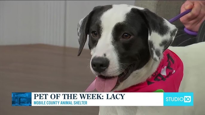 Pet of the Week TV News: See adorable animals looking for homes on your local station.