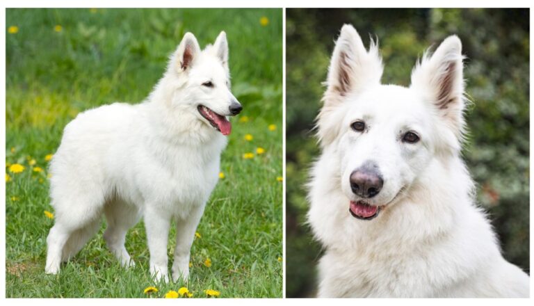 Long haired white german shepherd: Are they good pets? Discover the pros and cons today!