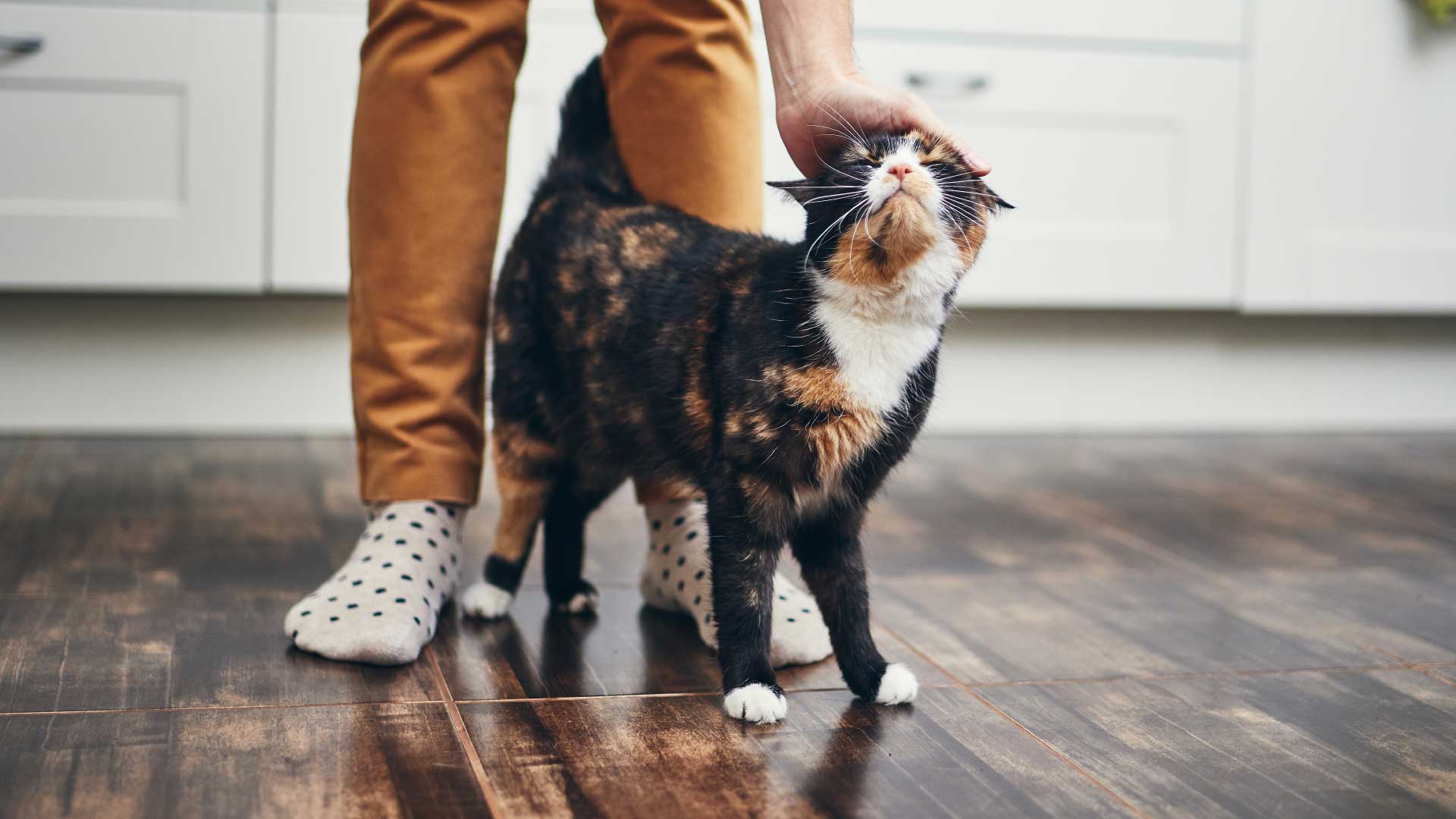 Worried about arnica for cats side effects? (Understand what to look out for with this remedy!)