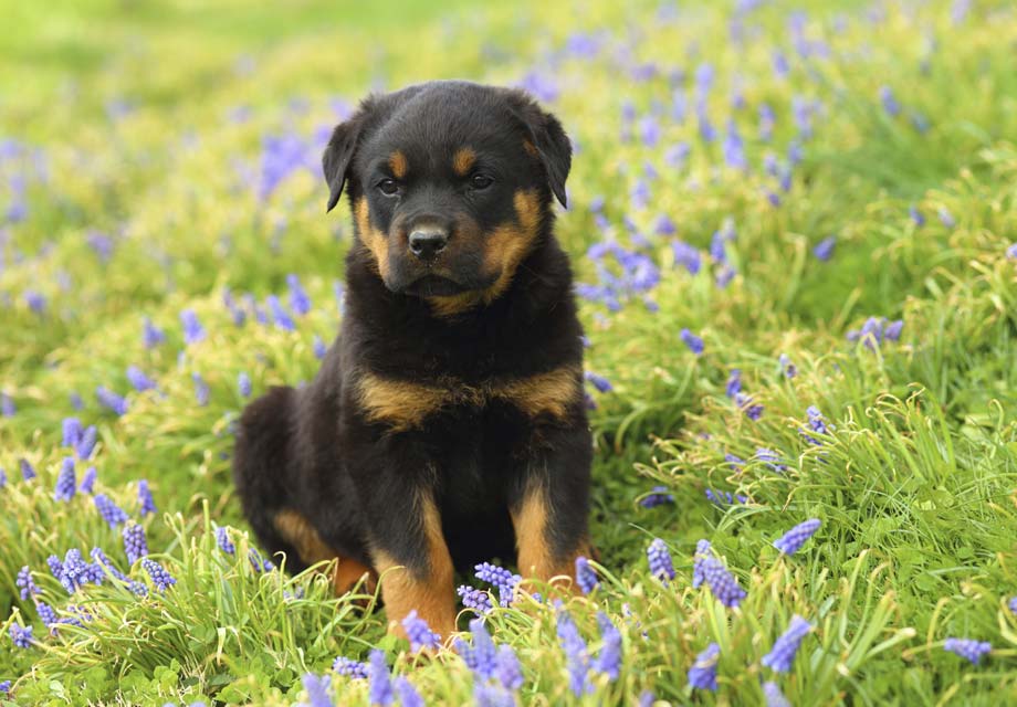 Looking for rottweiler puppies for sale youngstown ohio? Discover top choices for your next best friend!