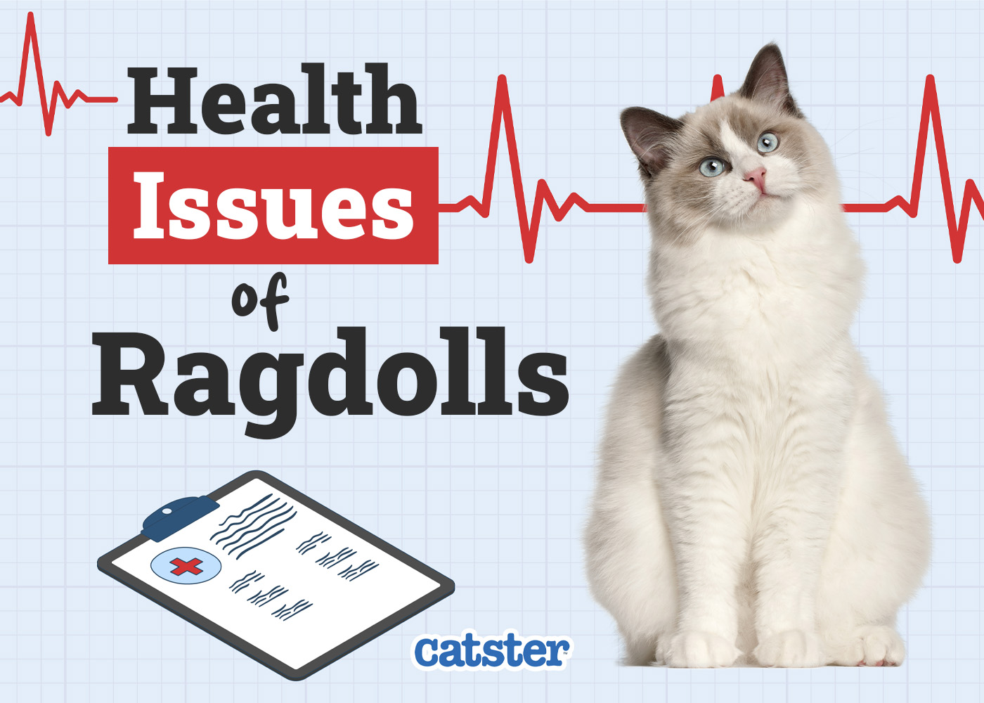 Common health issues for all white ragdoll cat? (Learn how to spot and prevent them early)