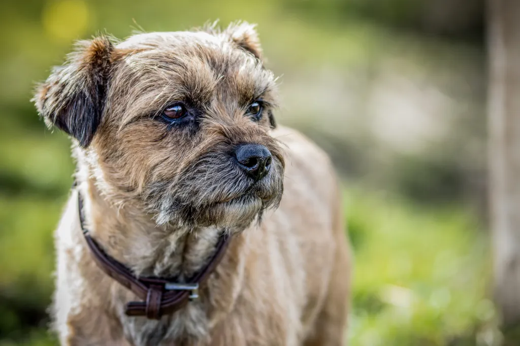 What are border terrier german shepherd mix dogs like? Exploring their main characteristics and care needs simply.