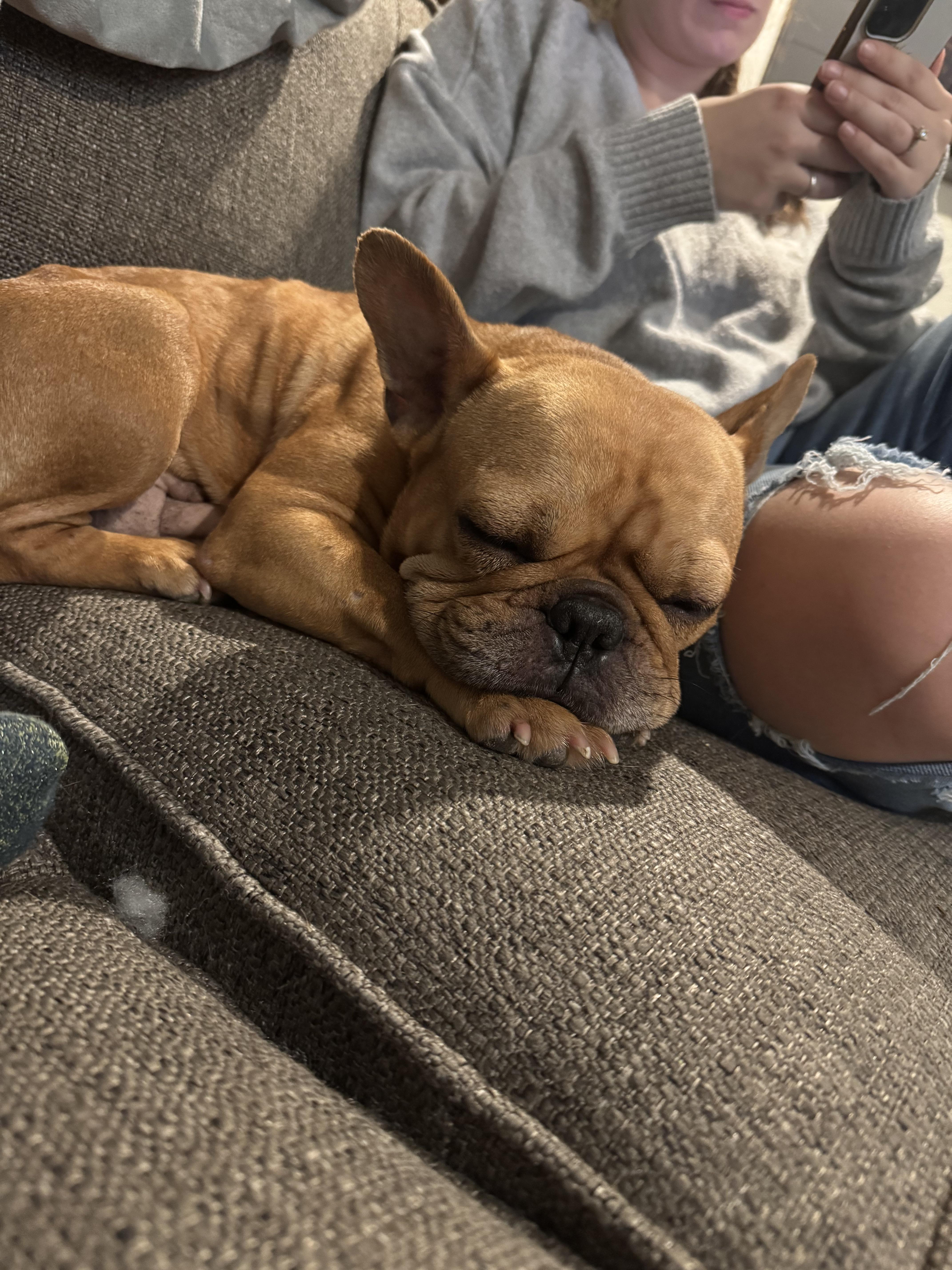 Want reliable adult french bulldogs for sale? We show you how to find trustworthy sellers quickly.