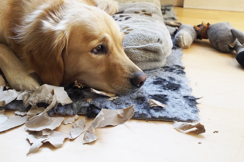 Pet bored with their pet salon toy? Learn easy ways to make their playtime exciting again!