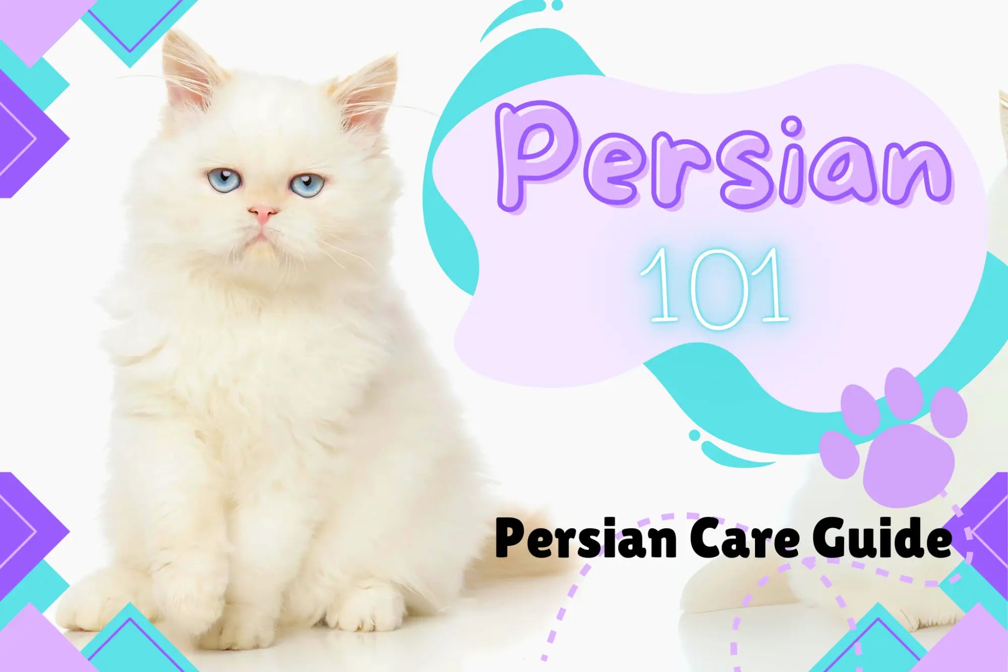 Caring for Your Mini Persian Cat: a complete guide.