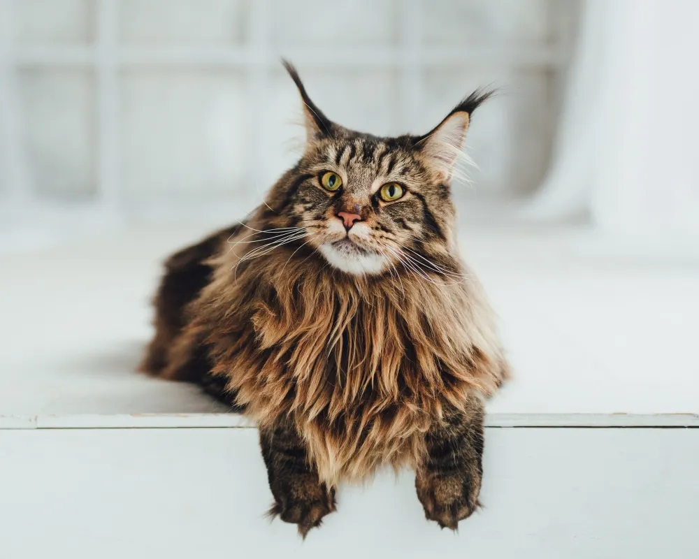 What makes a legendary maine coonz cattery special? Their cats are healthy and friendly!