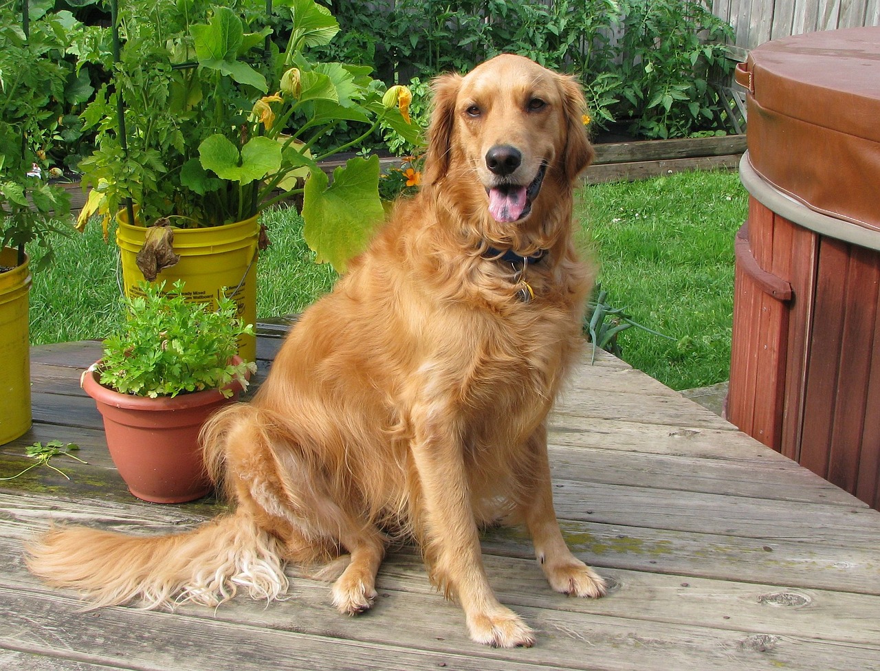 Helping your golden retriever obese dog: Key strategies for successful and sustainable weight management.