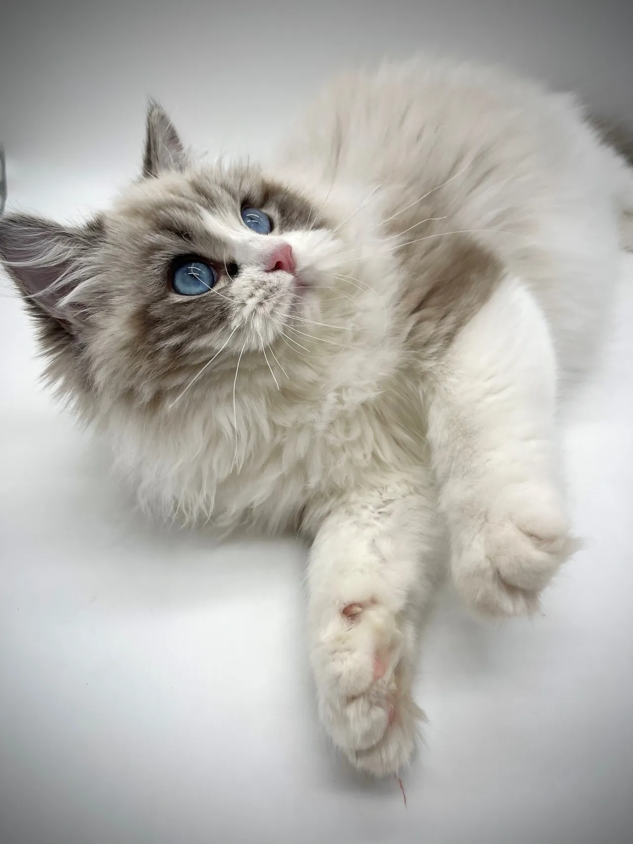 Want the best Ragdoll cattery Ohio? Learn how to pick the perfect place for your new kitten.