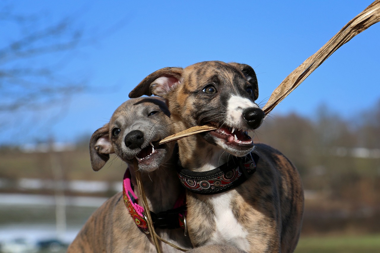 Whats in natural whippet food? (Simple tips for reading labels and choosing healthy options for them)