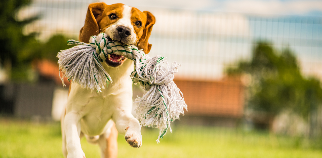 Why choose washable pet toys for your dog? They offer easy cleaning and safer playtime!