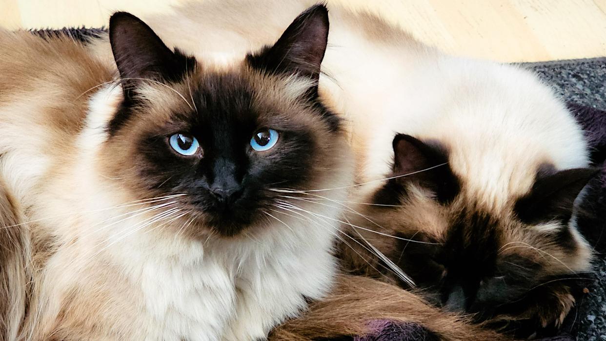 Why choose a local Ragdoll cattery Georgia? Discover all the benefits of finding one near you.