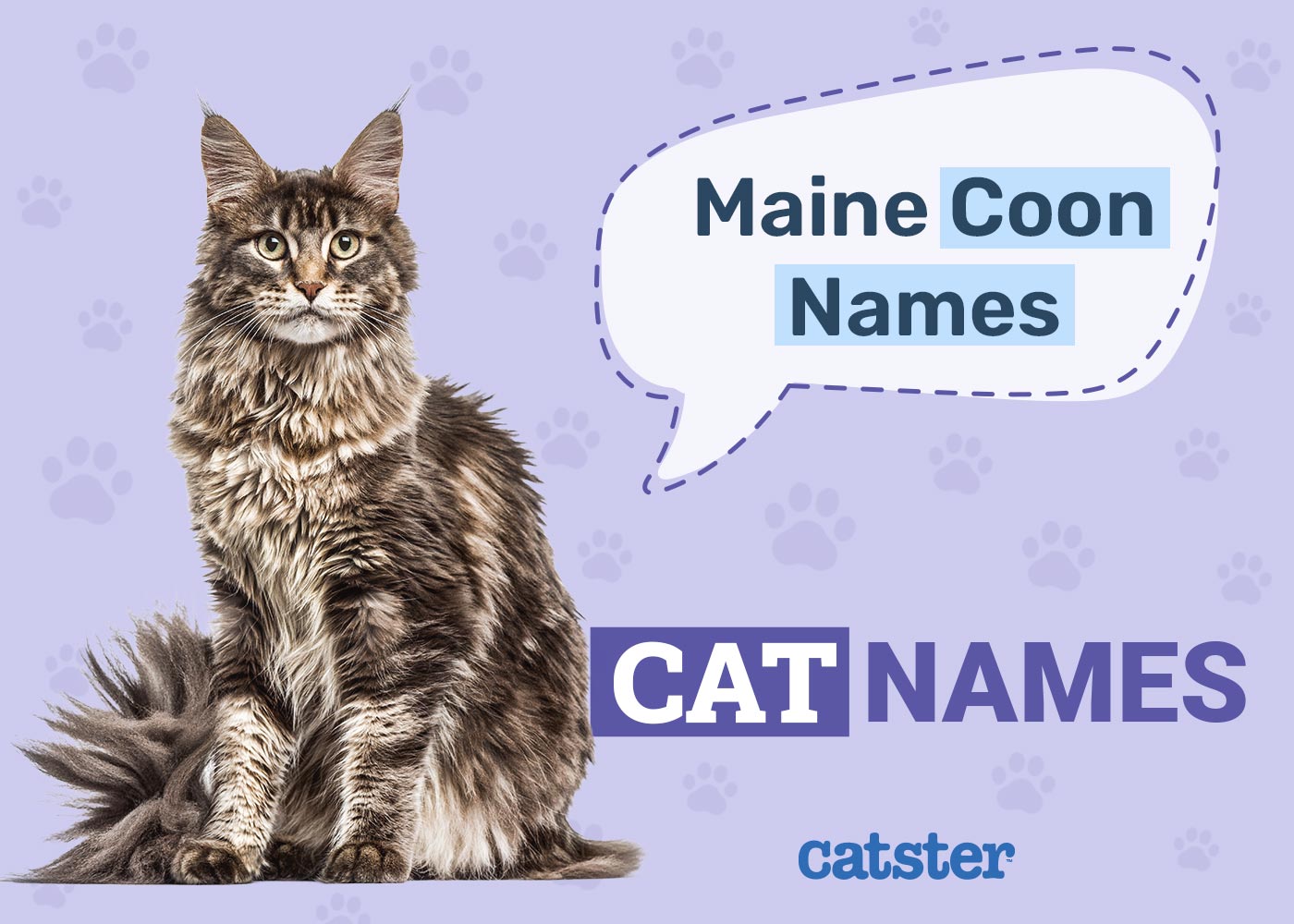 Searching for good names for a maine coon cat? Discover many perfect and unique options here.