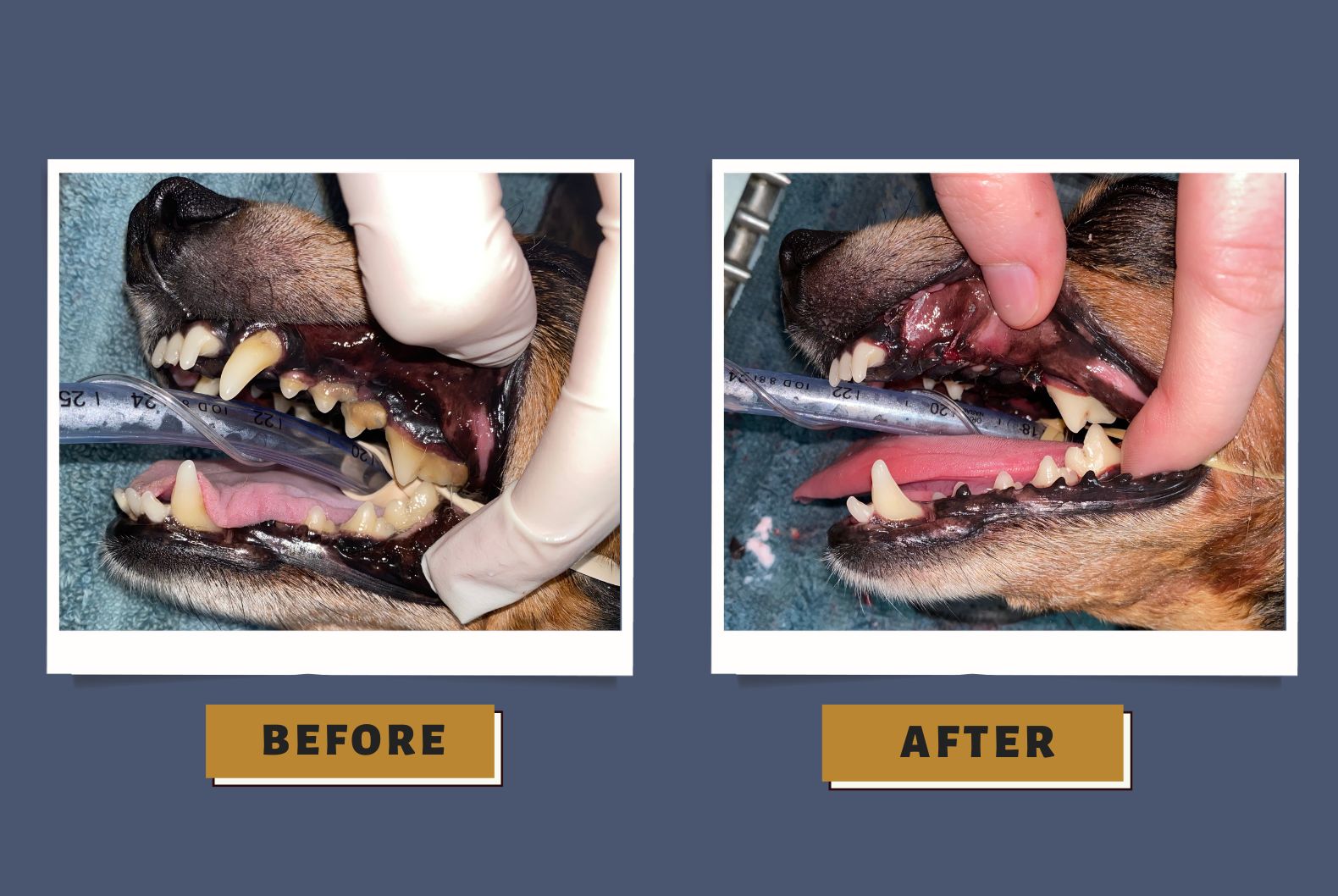 Dental Surgery for Dogs: Types of Procedures Explained