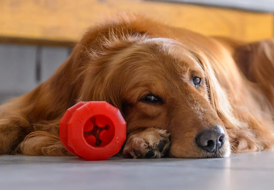 Pet bored with their pet salon toy? Learn easy ways to make their playtime exciting again!