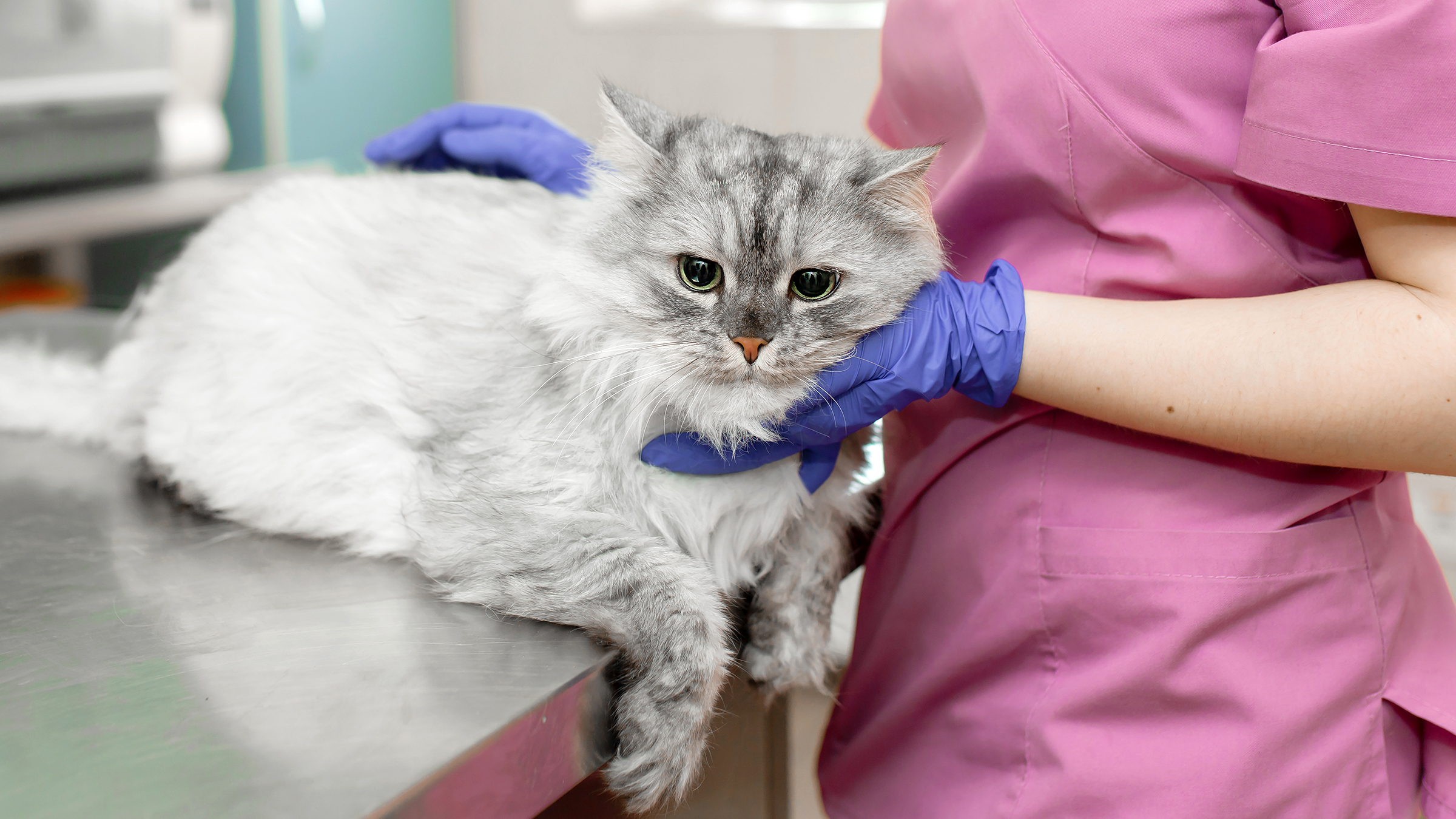 Worried about arnica for cats side effects? (Understand what to look out for with this remedy!)