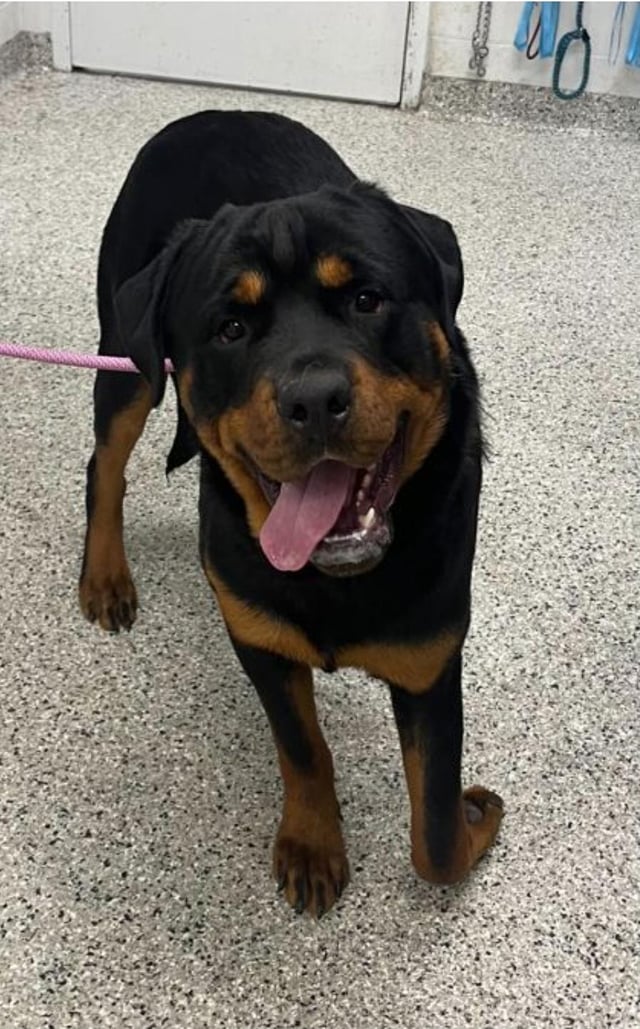 Thinking about Rottweiler rescue Maryland adoption? Get the important info before you bring one home.