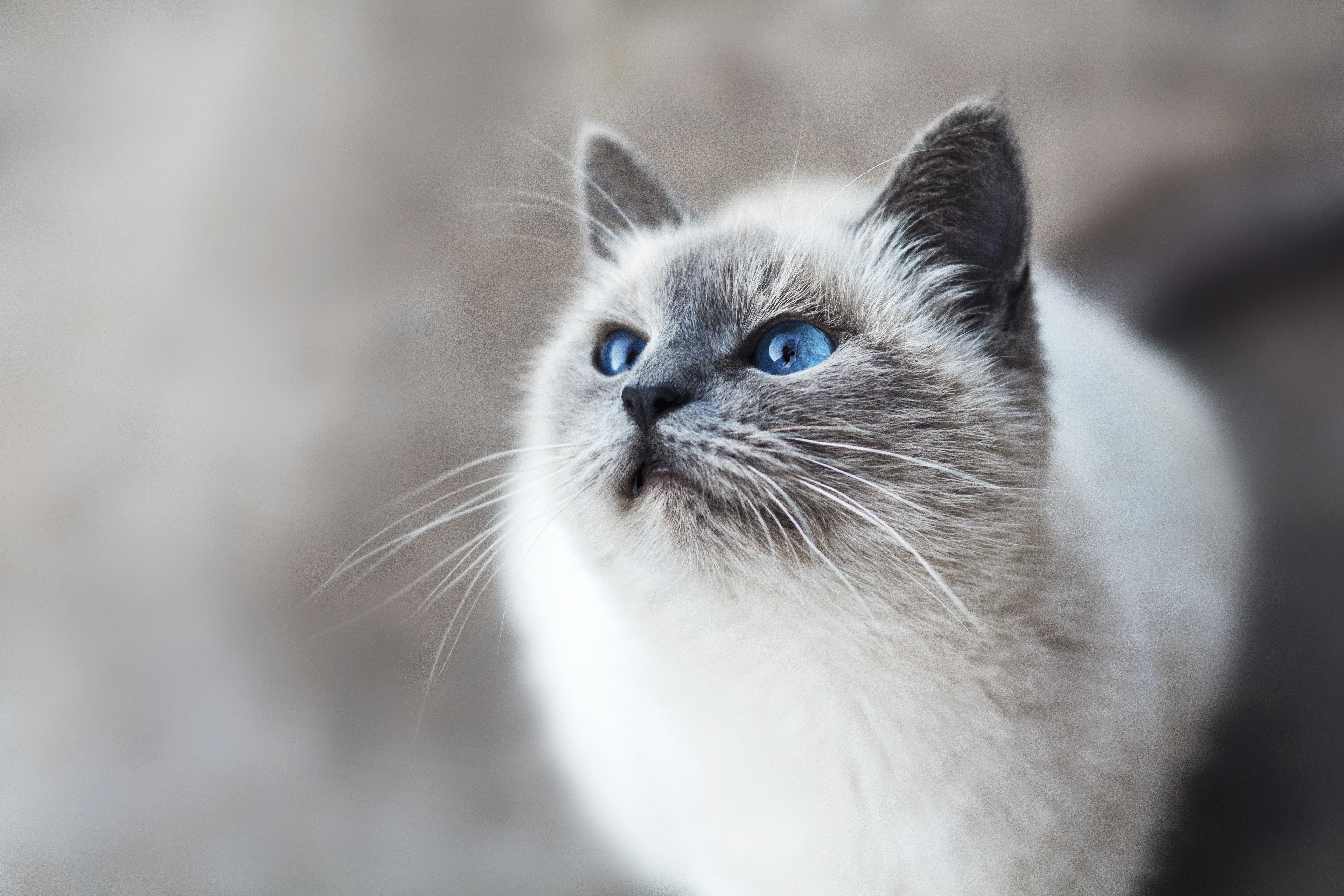 Ragdoll Cat Tuxedo Guide: Personality Traits and Care Basics