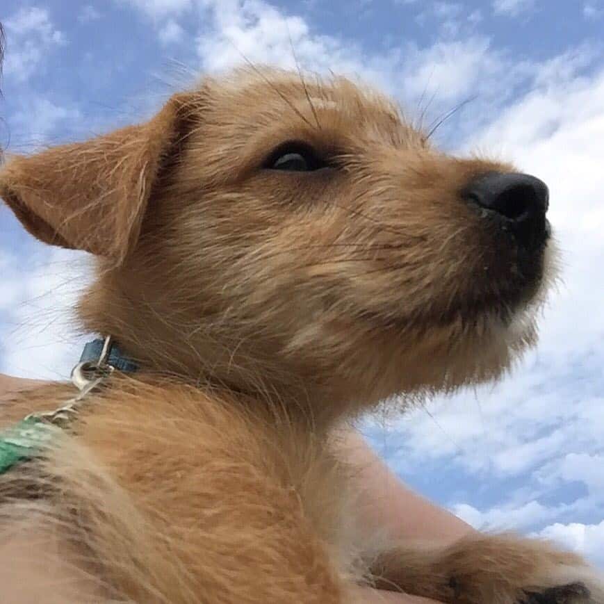 Labrador Retriever and Terrier Mix: Temperament, Care, and More.