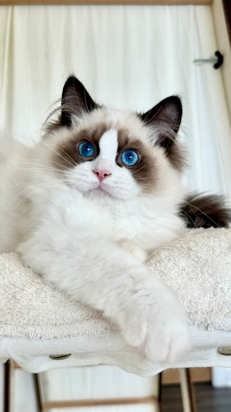 Why choose a local Ragdoll cattery Georgia? Discover all the benefits of finding one near you.