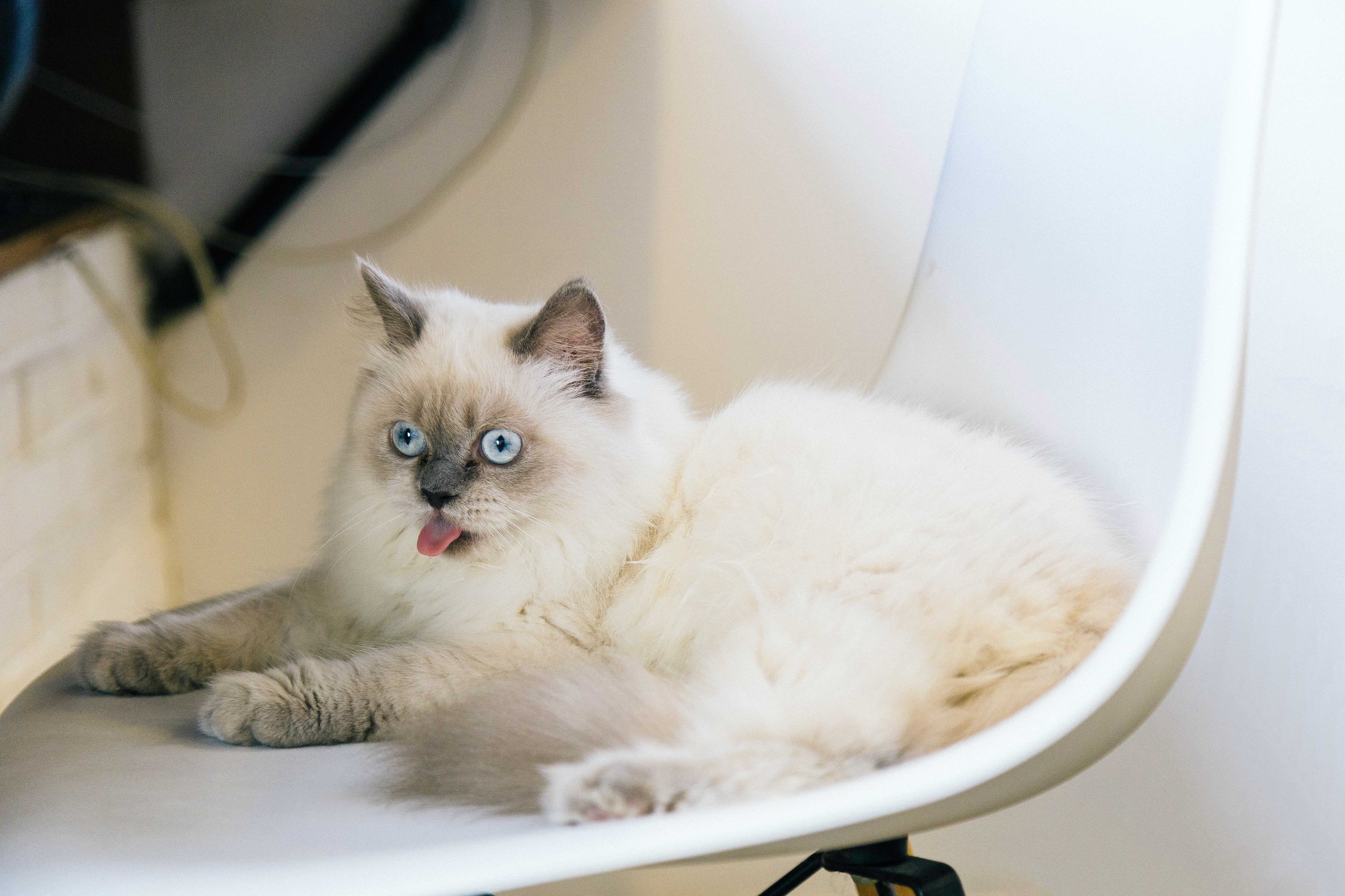 Common health issues for all white ragdoll cat? (Learn how to spot and prevent them early)