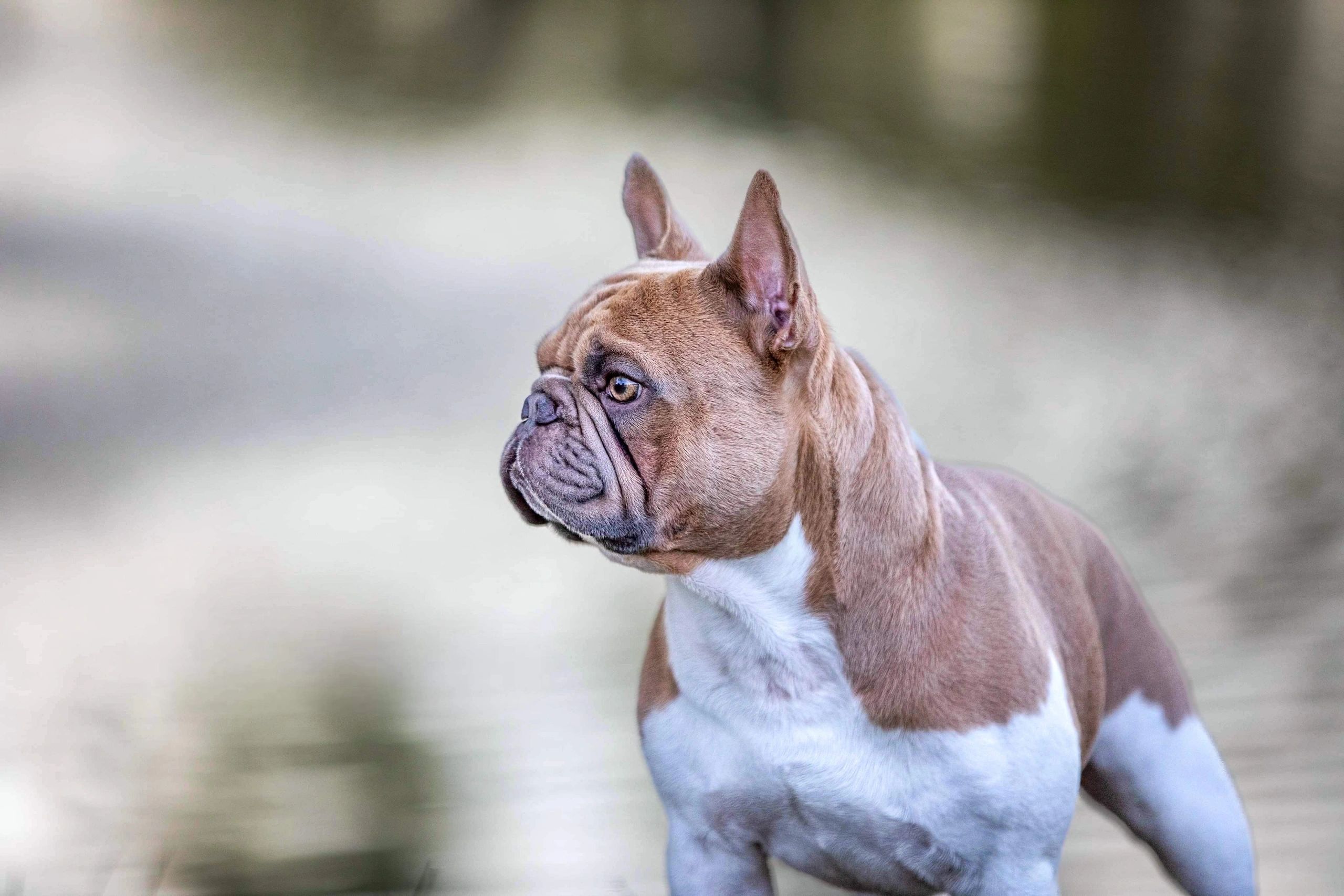 Want reliable adult french bulldogs for sale? We show you how to find trustworthy sellers quickly.