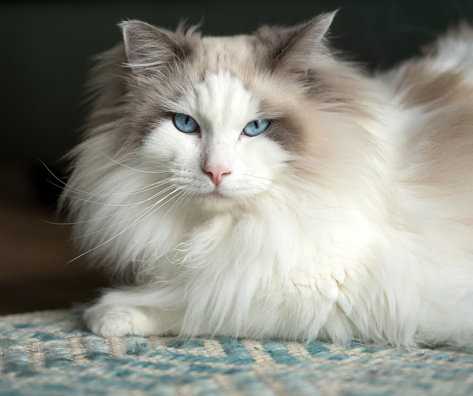 What is a blue colourpoint ragdoll cat really like? Get to know this gentle and beautiful cat breed.