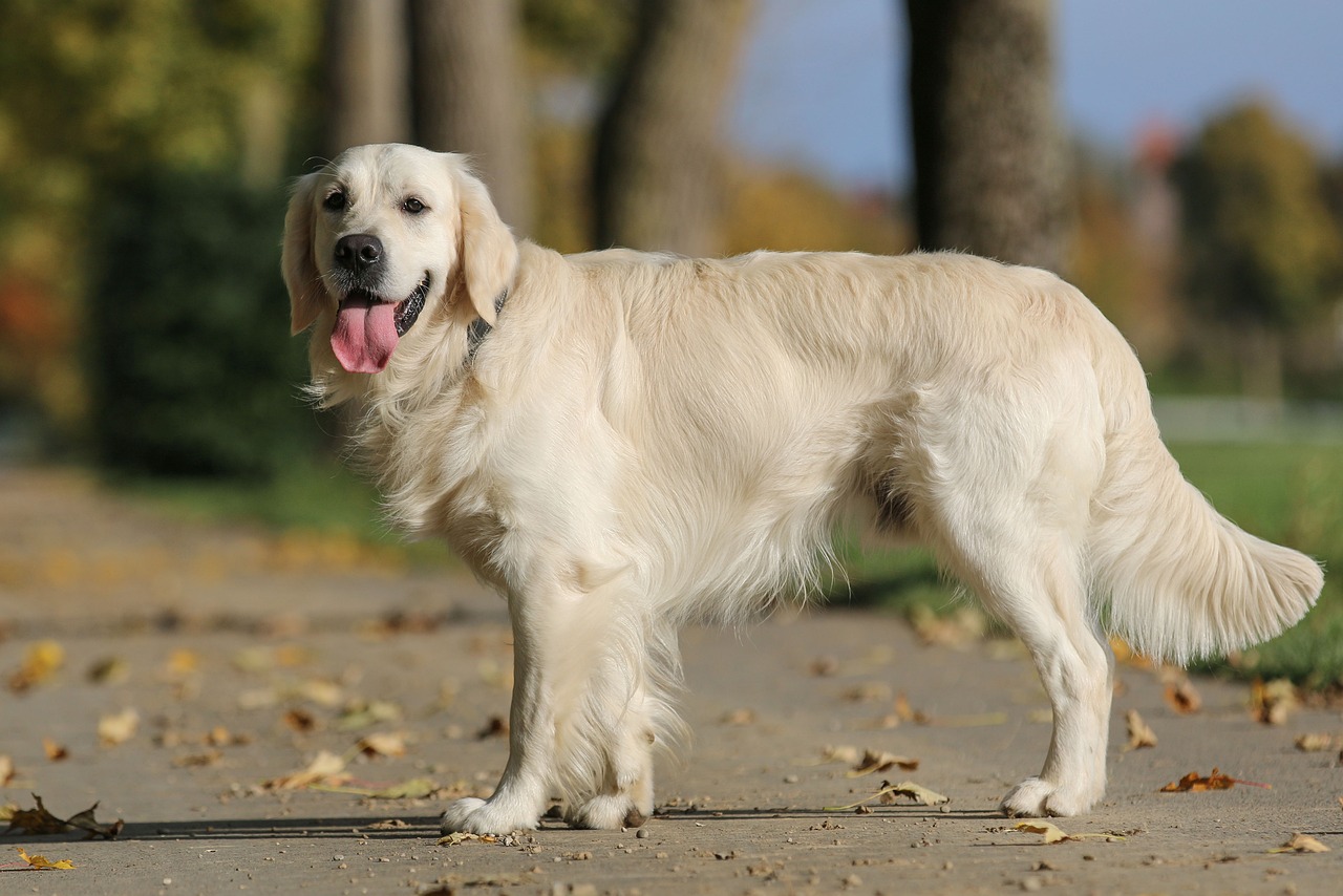 Helping your golden retriever obese dog: Key strategies for successful and sustainable weight management.