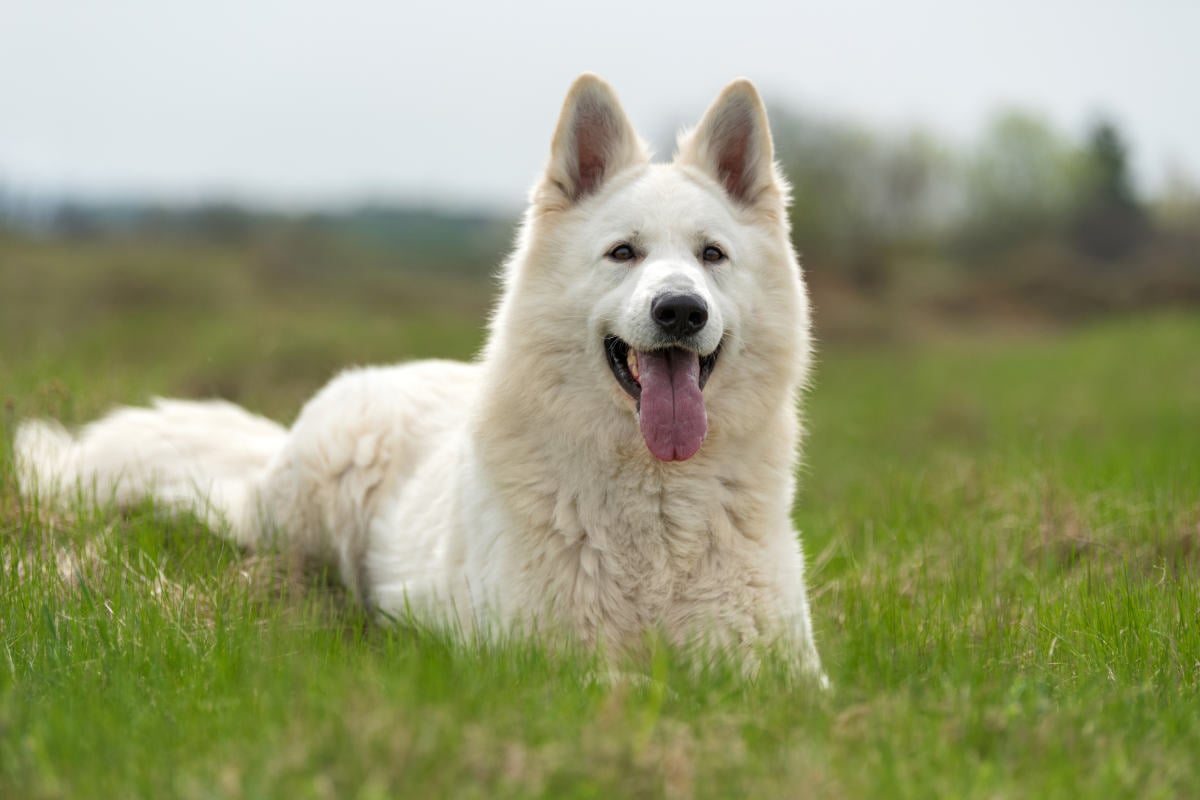Long haired white german shepherd: Are they good pets? Discover the pros and cons today!