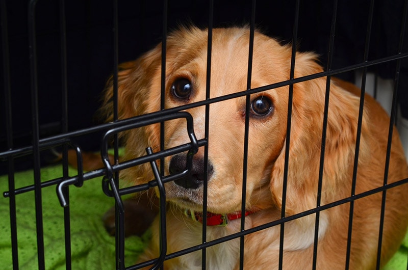 Wondering how to stop puppy from barking in kennel? Understand why and fix it really fast.