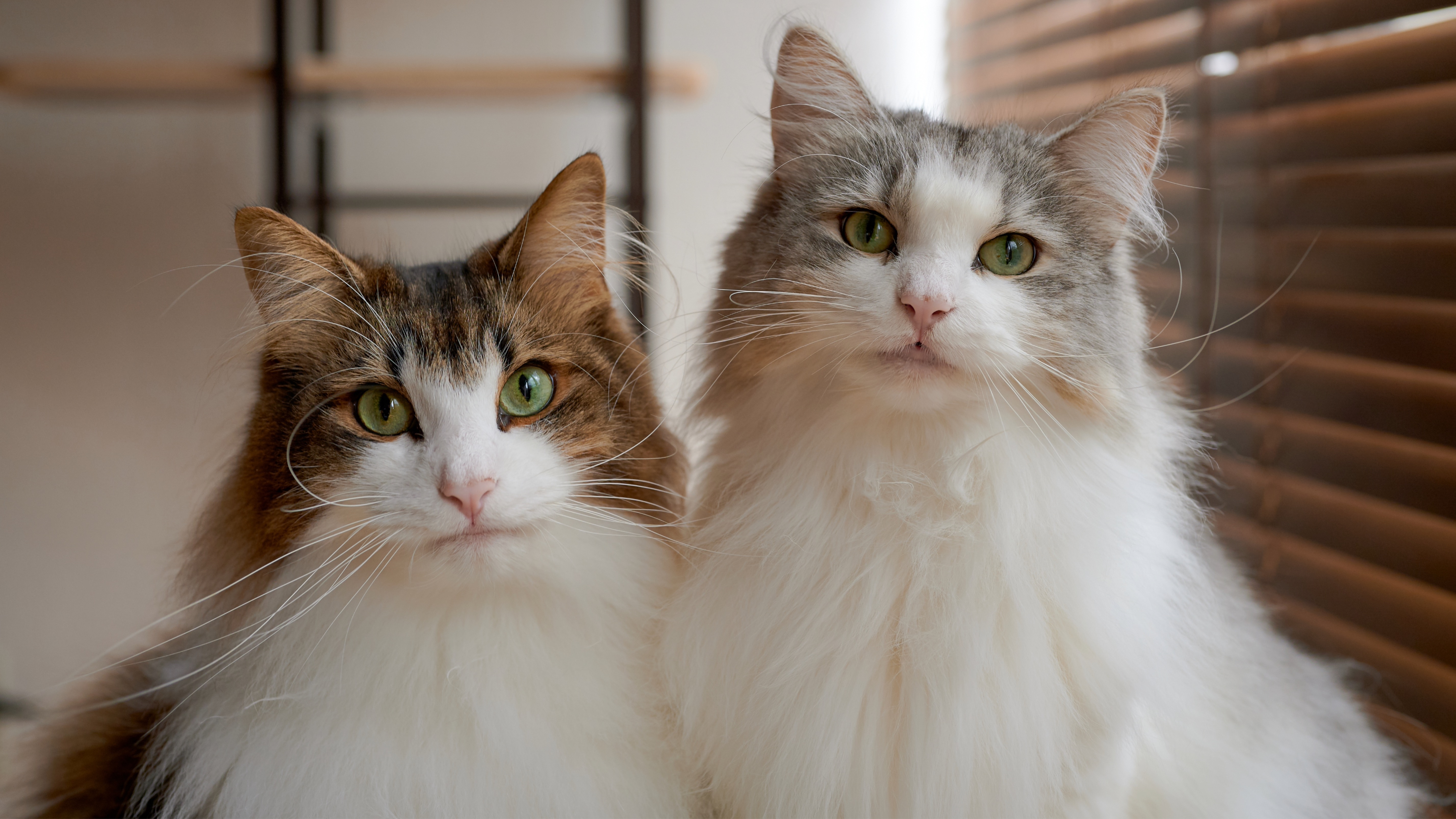 Why are forest cattery environments so popular? Learn the main benefits for your feline friend!