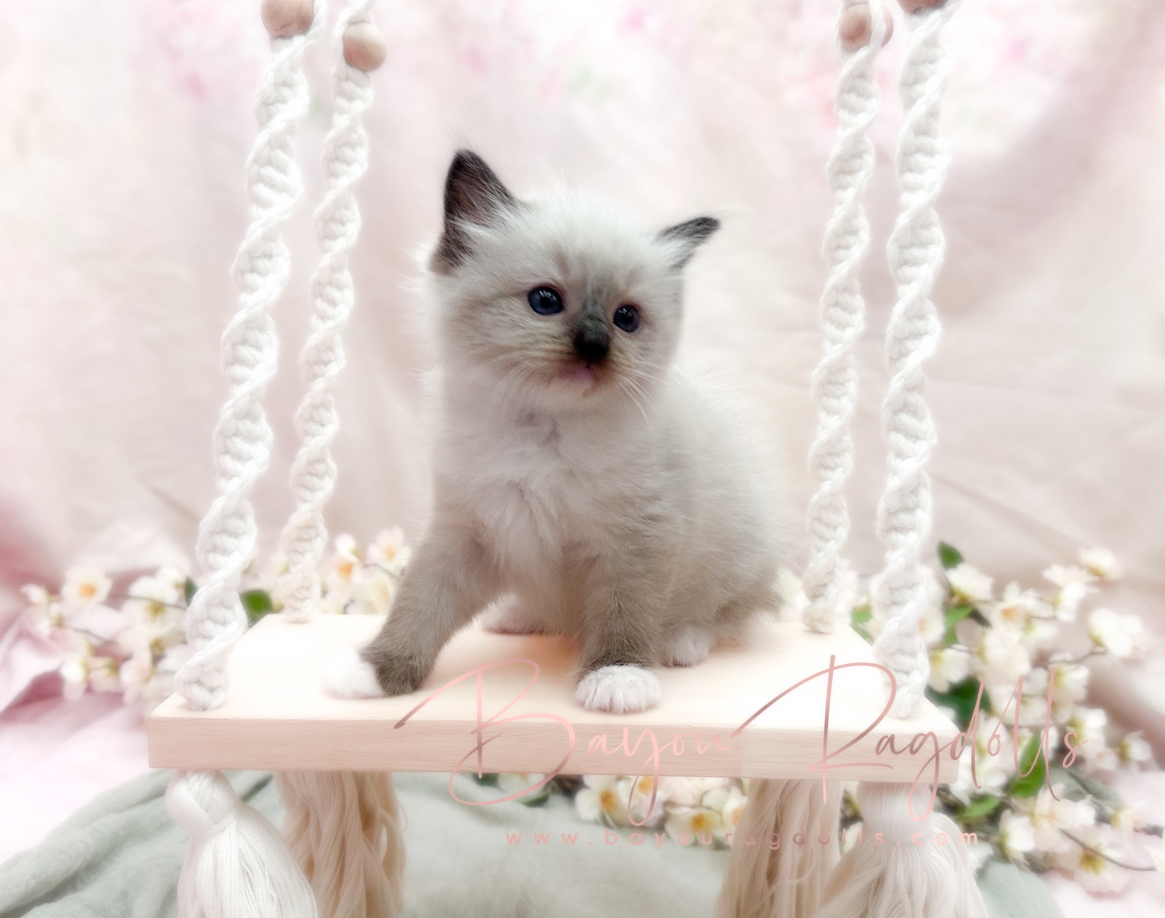 Want the best Ragdoll cattery Ohio? Learn how to pick the perfect place for your new kitten.