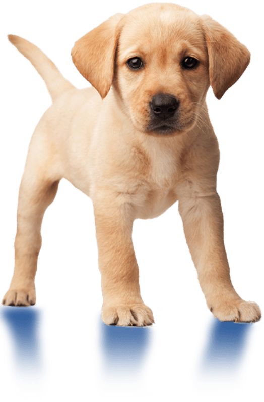 Need a well-behaved trained labrador retriever for sale? See our available pups and how they are trained!