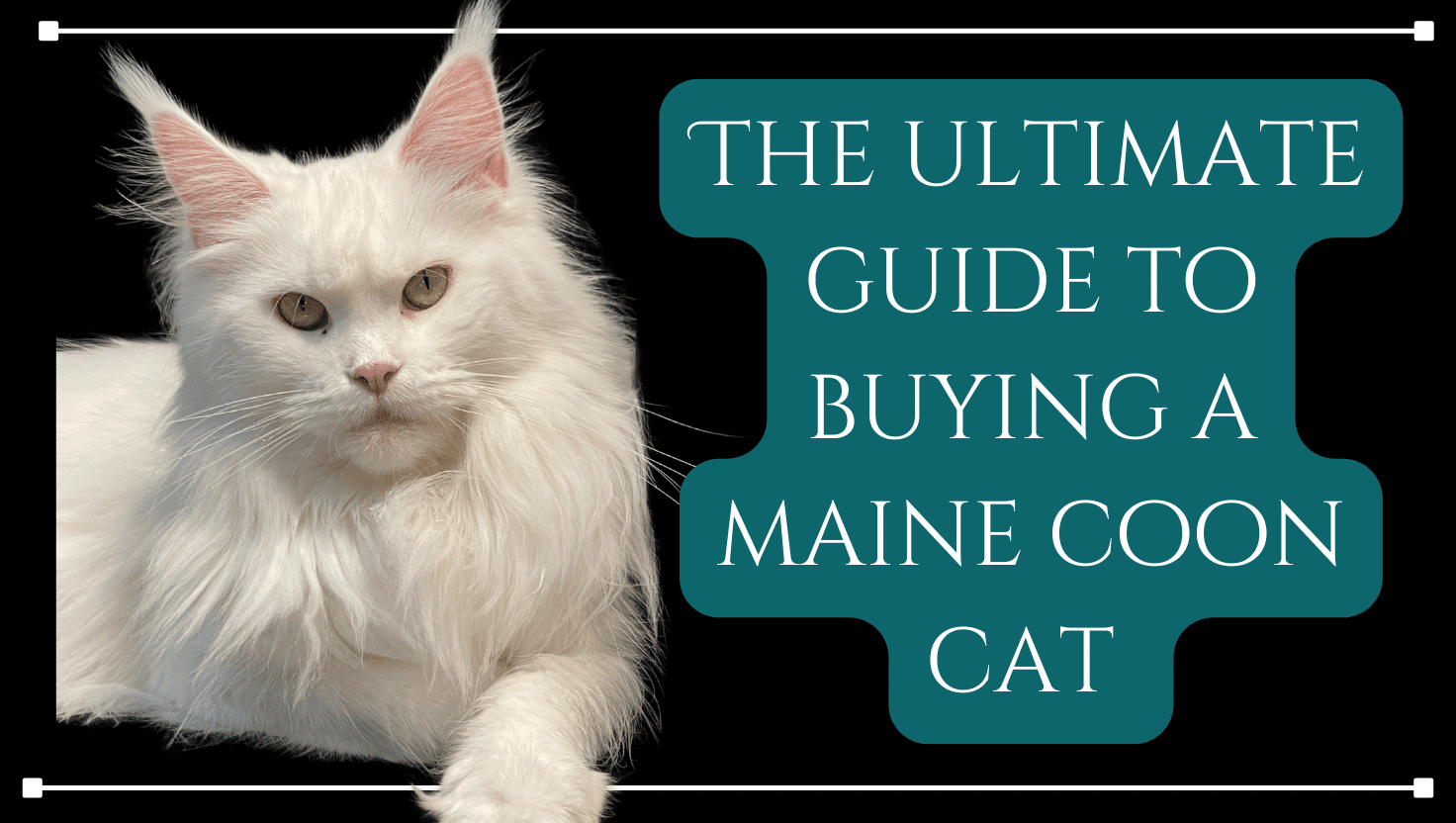 What makes a legendary maine coonz cattery special? Their cats are healthy and friendly!