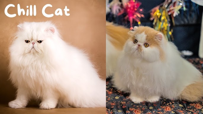 Thinking of a mini persian cat? (Here is what you should know before you decide)