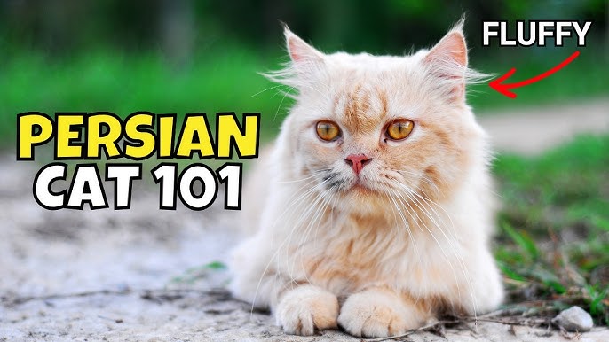 Thinking of a mini persian cat? (Here is what you should know before you decide)